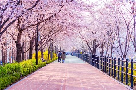 Premium Photo Cherry Blossom Of Spring In Seoul South Korea Soft