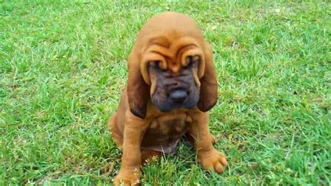Bloodhound Puppies Lol Picture Collection