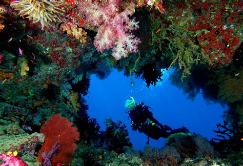 Scuba Diving In The Seychelles Seychelles Holidays