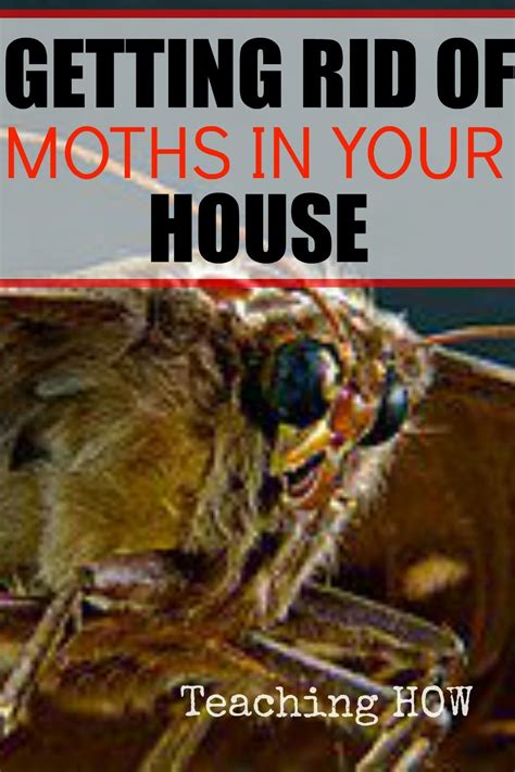 Pin By Teaching How How To Tips On Teaching How Getting Rid Of Moths Moths In House Moth
