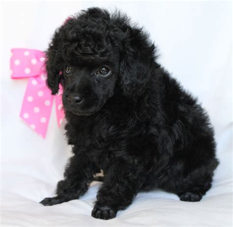 Pretty In Pink Cute Animals Toy Poodle Poodle
