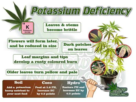 Cannabis Plant Deficiencies How To Fix Them Fast Percys Grow Room
