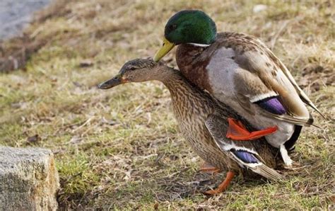 10 Horrifying Facts About Ducks Listverse 2022