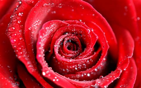 Vízcseppek Vörös Rózsa Kép Letöltése Háttérképként