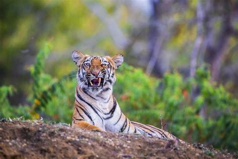 WWF alerta sobre la disminución alarmante de tigres en libertad en su