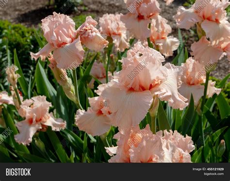 Bearded Iris Cultivar Image And Photo Free Trial Bigstock