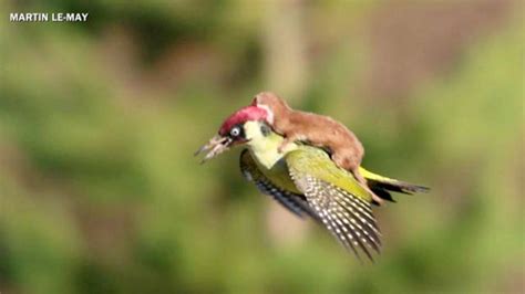 woodpecker takes weasel on wild ride