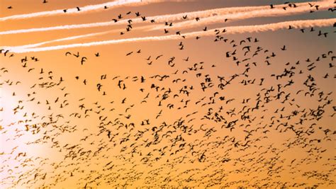 As The Climate Changes Migratory Birds Are Losing Their Way