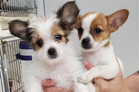 13 Things To Know About The Chihuahua Shih Tzu Mix