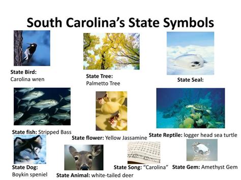 Ppt South Carolinas State Symbols Powerpoint