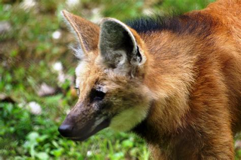 Female Maned Wolves usually have 2-4 pups! Come seen one of our Maned