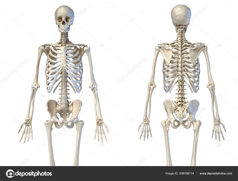Human Male Skeleton 34 Figure Front And Back Views Stock Photo By
