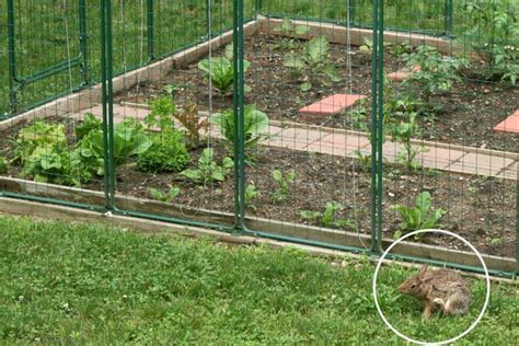Rabbit fence is best used to help keep out small animals like rabbits. Garden Fencing Protection Against Deer/Rabbit Proof/Deer ...