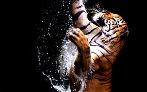 8k Tiger Uhd Wallpapers Top Free 8k Tiger Uhd Backgrounds