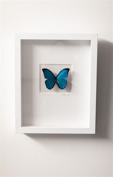 Addison Jones Blue Butterfly Wall Decor Real Butterfly Art Mixed