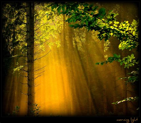 Fond Décran Lumière Du Soleil Forêt La Nature Réflexion Branche