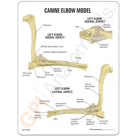 Canine Elbow Anatomical Model