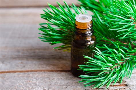 11 asombrosos beneficios del aceite esencial de pino remediosmd