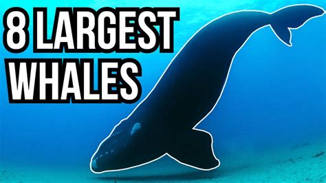 8 Of The Largest Whales In The World Youtube