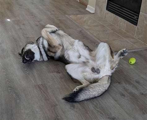 Silver sable german shepherd price. Silver Sable German Shepherd | Silver sable german ...