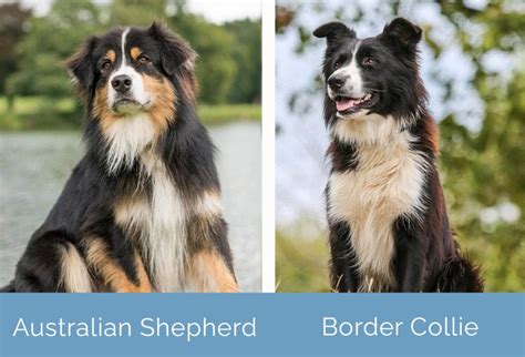 Australian Shepherd Vs Border Collie Whats The Difference Hepper