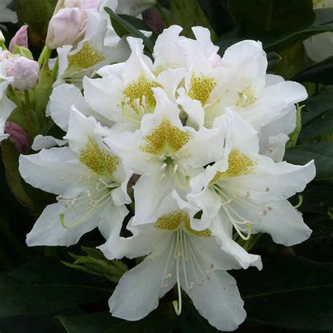 Rhododendron Cunninghams White 75l White Mackenzie Cruickshank