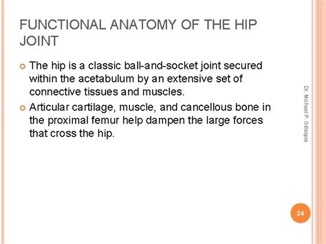Hip Dr Michael P Gillespie Osteology Attachment Point