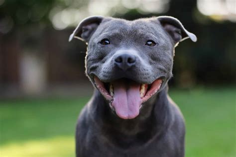 Staffordshire Bull Terrier The Dogington Post