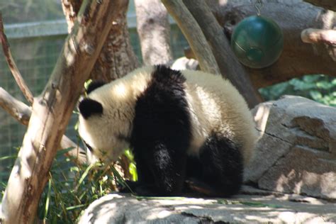 Baby Panda At The San Diego Zoo