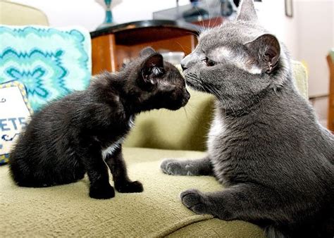 Querry, who works at a veterinary clinic in washington, d.c., has been fostering for different rescue it never gets old how cute it is. the feeding routine will continue until a couple of weeks from now, when the kittens move on to solid food. Feline Foster Mom and Dad Taking Care of Rescued Kittens ...