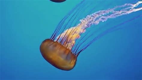 Jellyfish Sounds Youtube