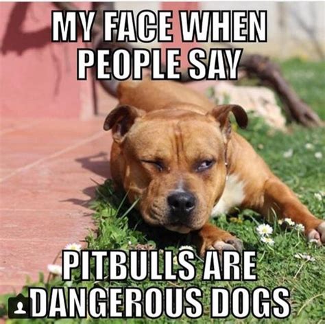 25 Pit Bull Memes Youll Find Too Cute