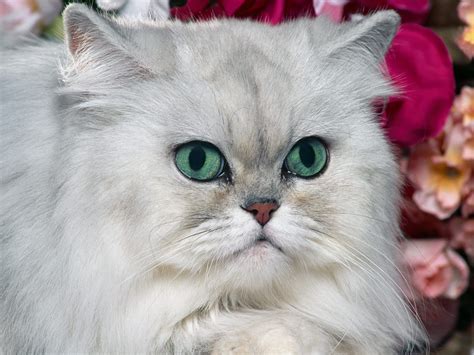 My Silver Chinchilla Persian Cat Tinkerbell