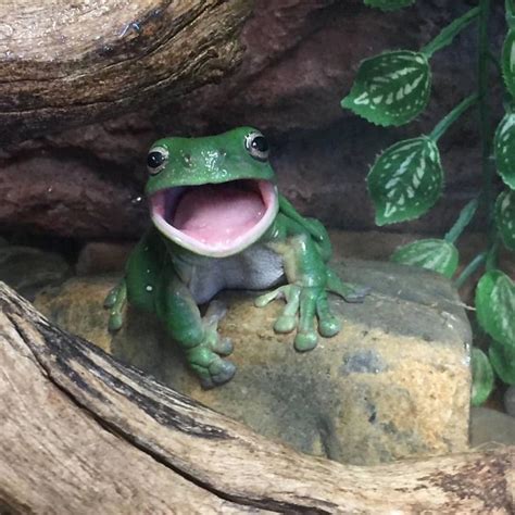 The Cutest Frog Ever See This Instagram Photo By Tarongazoo 1232