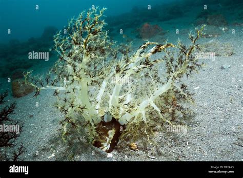 Burrowing Sea Cucumber Neothyonidium Magnum Hi Res Stock Photography