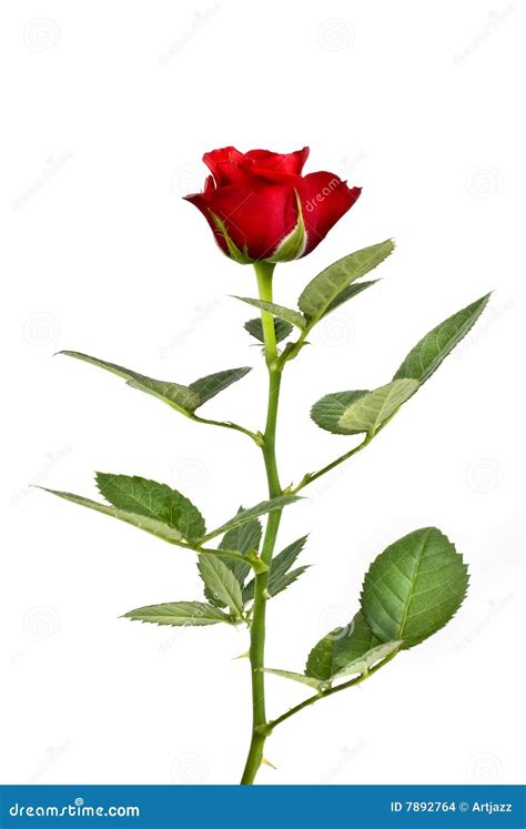 Red Rose Isolated On White Stock Photo Image Of Rose 7892764