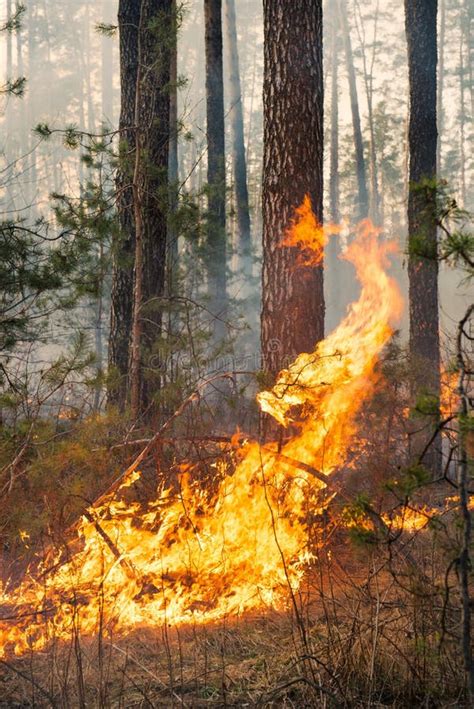 Big Flame On Forest Fire Stock Photo Image Of Danger 52437102