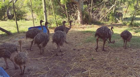 Ostrich Chicks Update January 2020 Areena Riverside Resort Wild