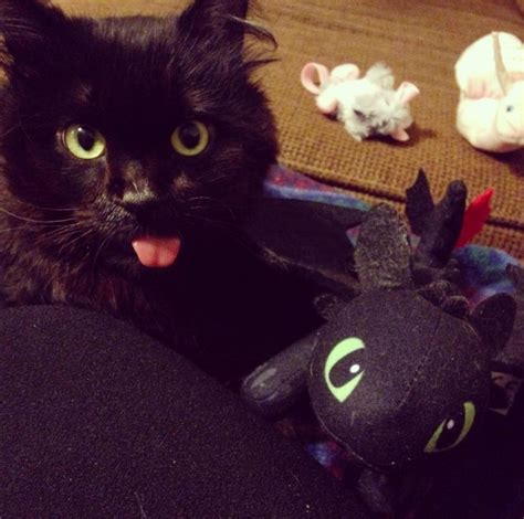 Black cat modeling was established in 2007. 21 black cats that look just like Toothless the dragon!
