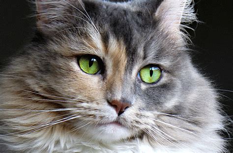 Cat Eye Conditions And Diseases Petmd