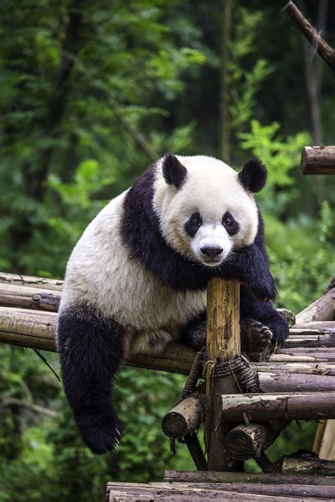 17 Best Images About Giant Pandas On Pinterest Trees