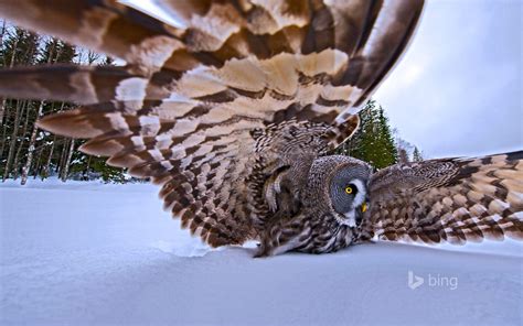 Todays Bing Background Owls