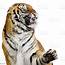 Tigers Snarling Stock Photo  Download Image Now IStock