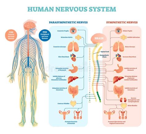 The cns takes signals from the peripheral. Human nervous system medical vector illustration diagram with parasympathetic an , #AFFILIATE, # ...