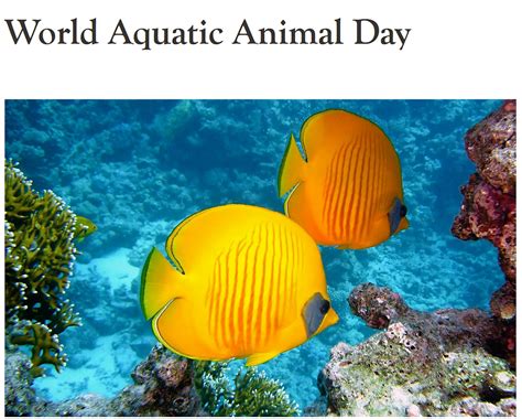 Reflections On Marine Animals On World Aquatic Animal Day