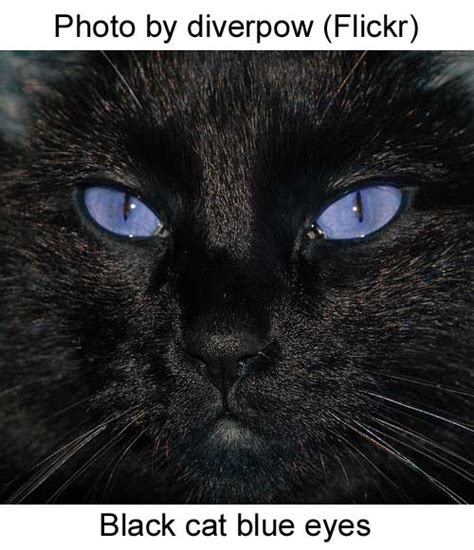 Best Pictures Of Cats And More Black Cat With Icy Blue Eyes