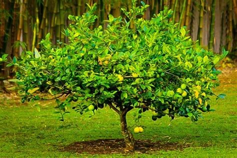 Seed To Feed Me How To Grow A Lemon Tree