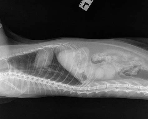 Хроническая почечная недостаточность у кошек (ХПН): симптомы, стадии Картинка - Хроническая почечная недостаточность у кошек (ХПН): симптомы, стадии