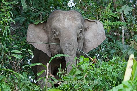 Pygmy Elephant Sabah Borneo