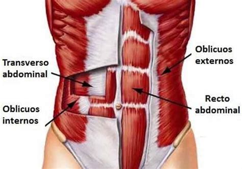 Cavidade Abdominal Anatomia